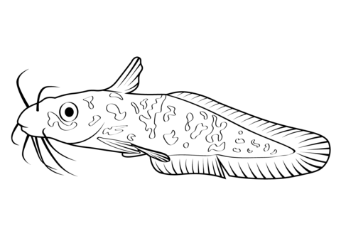 Eel Tailed Catfish (Tandanus Tandanus) Coloring Page